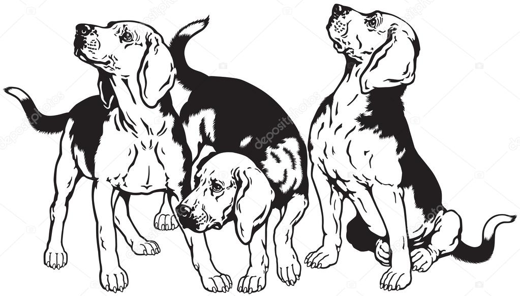 Three beagle dogs black white