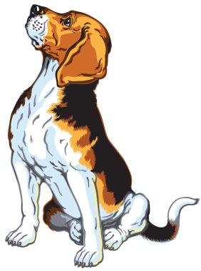 Oturan Beagle köpeği