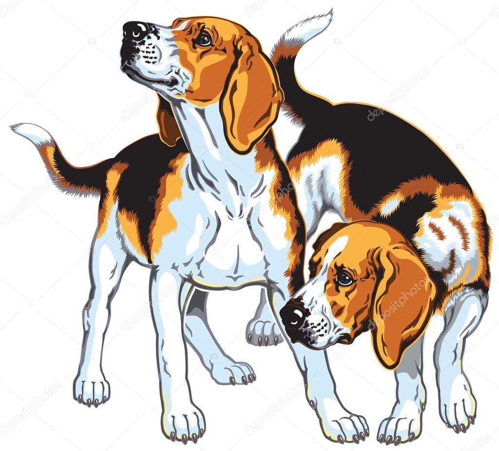 Two beagle hounds