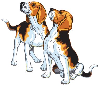 iki beagles