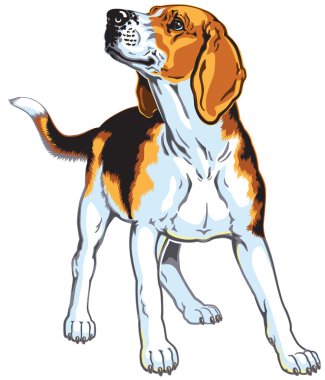 Beagle.