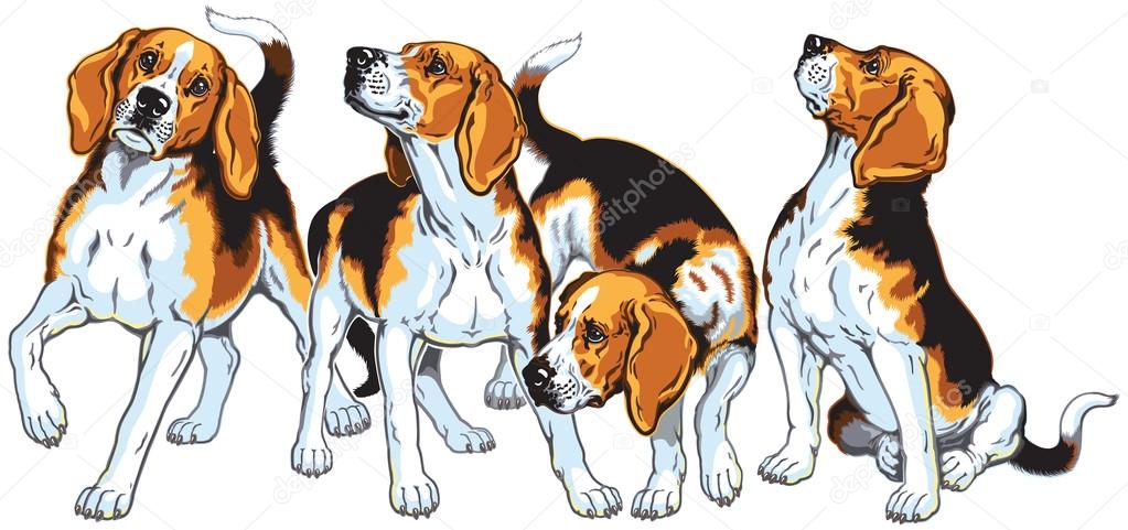 Four beagles