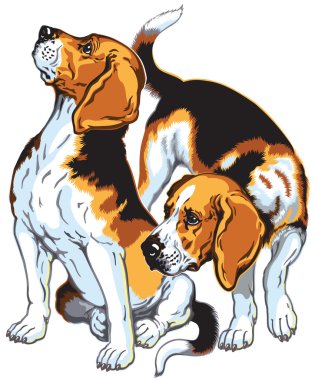 iki beagles
