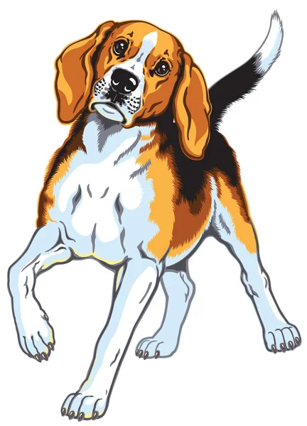 Beagle. — Vector de stock