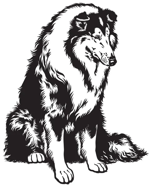 Collie blanco negro — Archivo Imágenes Vectoriales