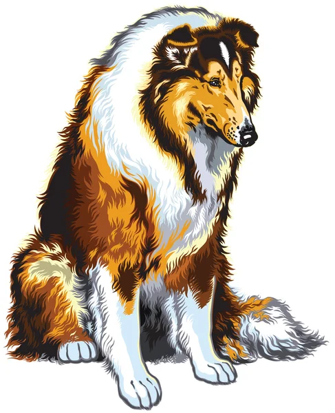 Collie. — Archivo Imágenes Vectoriales