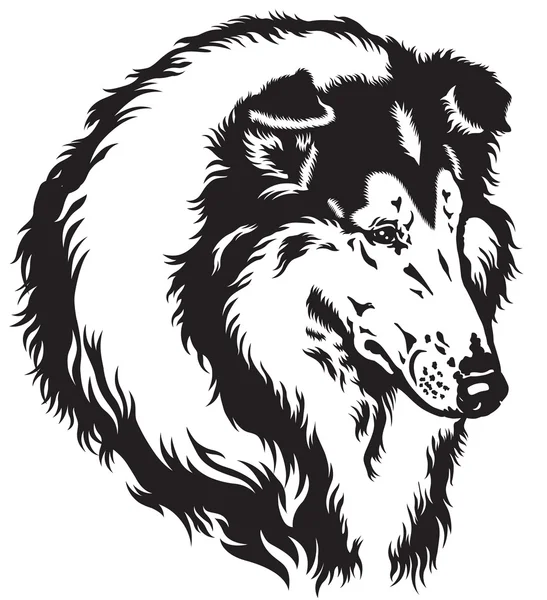 Collie cabeza negro blanco — Vector de stock