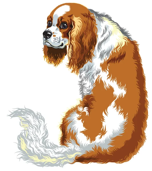 Castanha cavaleiro rei charles spaniel —  Vetores de Stock