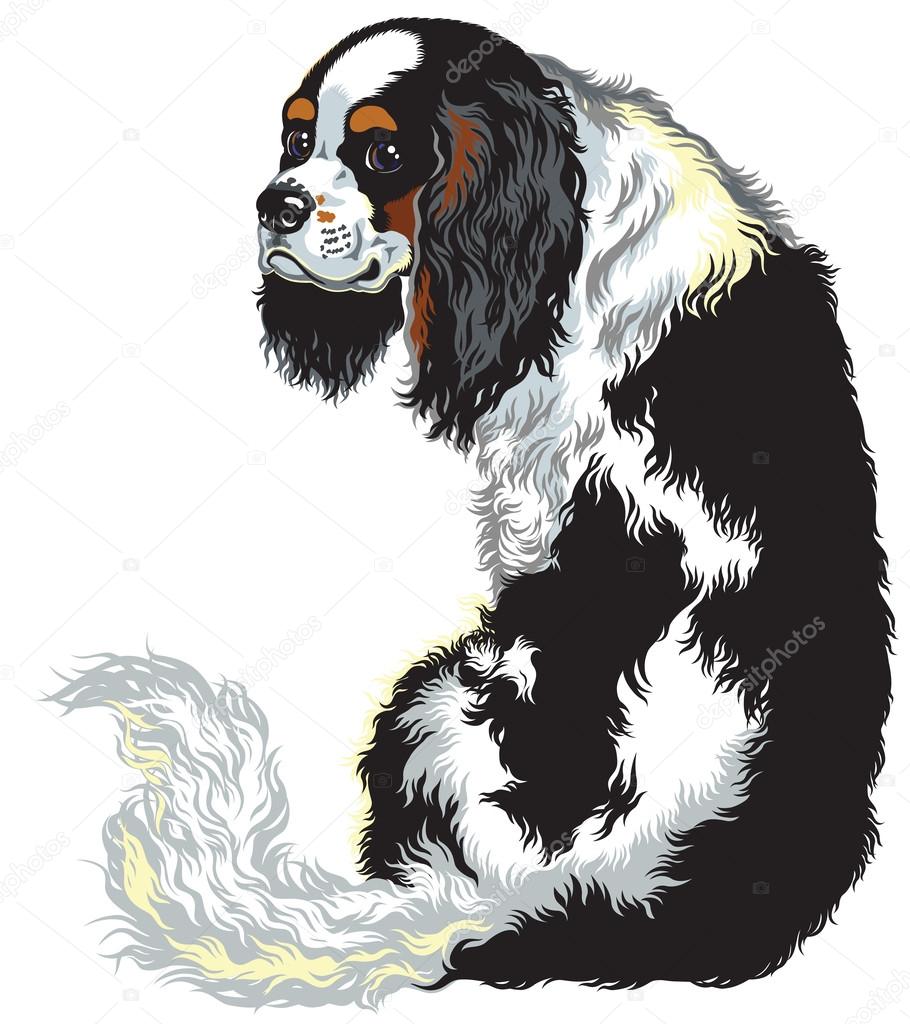 Tricolor cavalier king charles spaniel