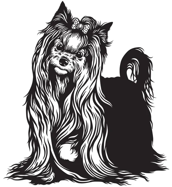 Yorkshire terrier noir blanc — Image vectorielle