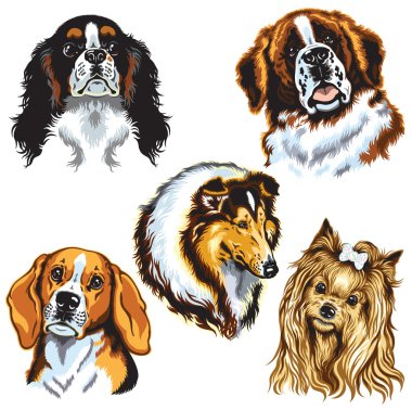 Köpek kafaları