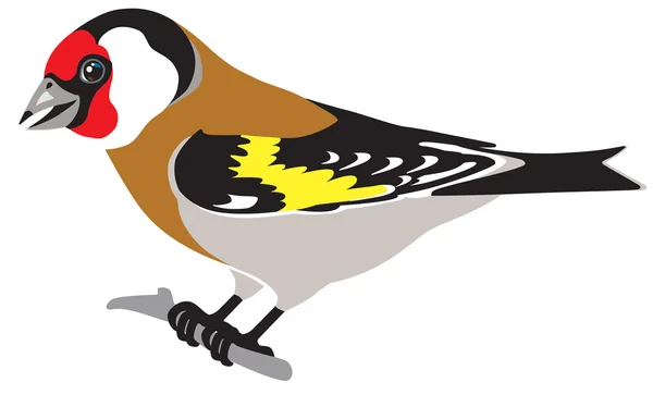 Stehlík obecný ptačí — Stockový vektor
