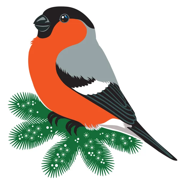 Common bullfinch bird — Stock Vector