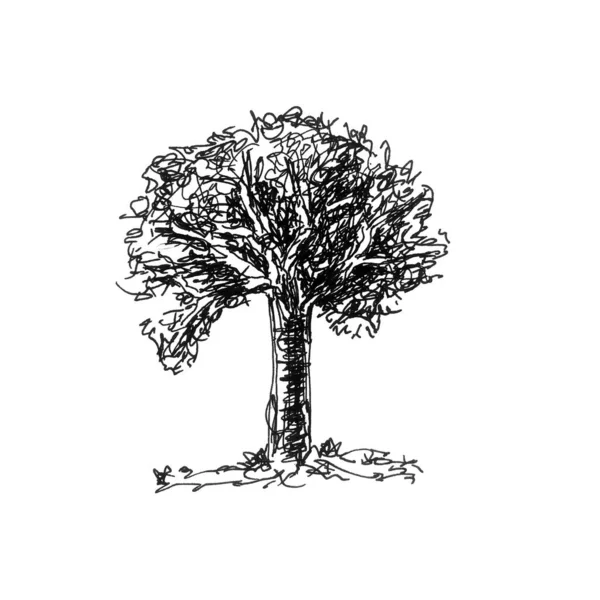 Vieil arbre dessiné à la main isolé sur fond blanc.. — Photo