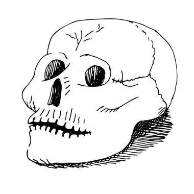 Elle çizilmiş kafatası vintage oyması. siyah mürekkep