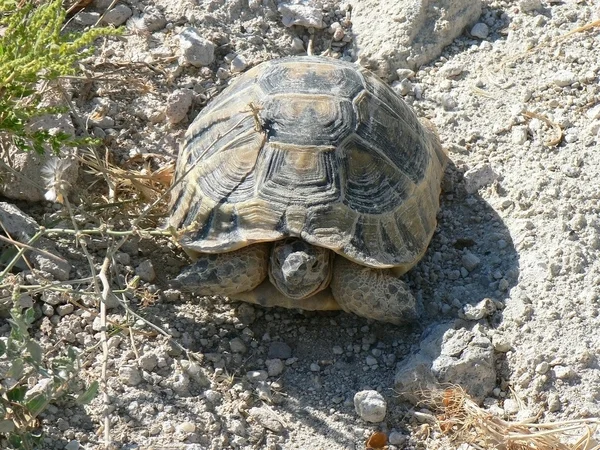 Kaspische schildpad — Stockfoto
