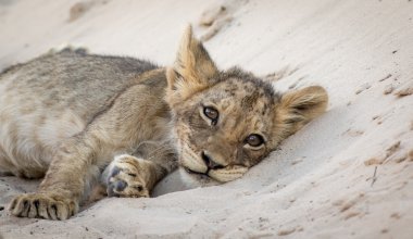 Kalahari Çölü'nde tozlu bir parça içinde yatan küçük aslan yavrusu