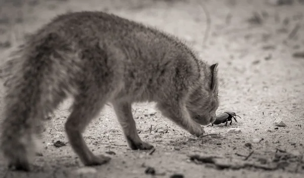 En nyfiken mongoose jagar en Dungbeetle i Kalahariöknen — Stockfoto