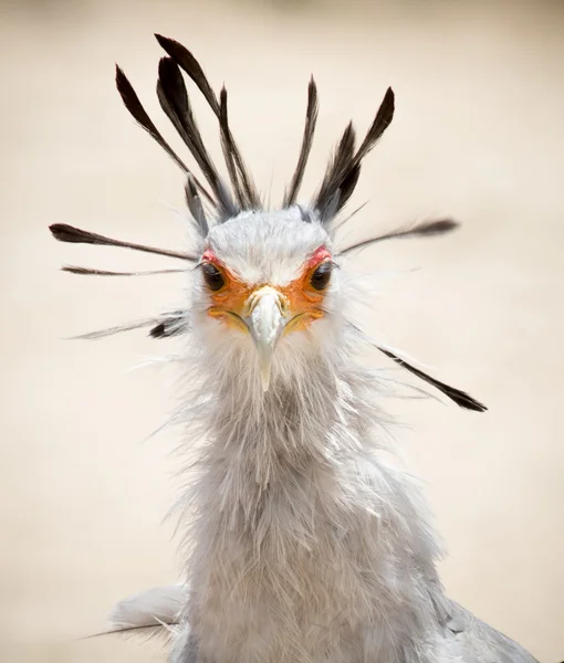 Secretario Bird disparo en la cabeza —  Fotos de Stock