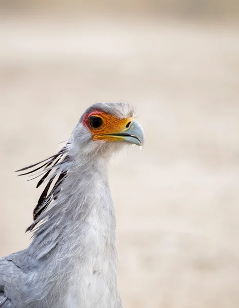 Secretario Bird disparo en la cabeza —  Fotos de Stock