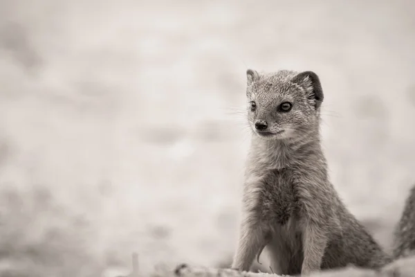 Mongoose dans le désert du Kalahari Images De Stock Libres De Droits