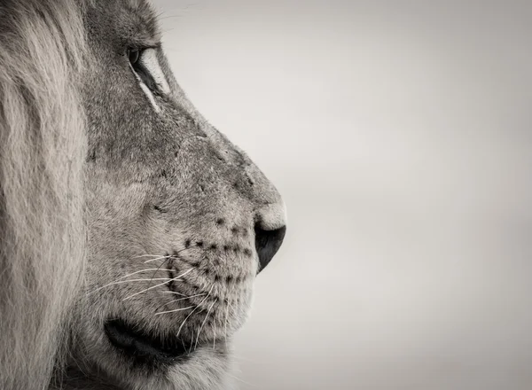 Tête de lion en noir et blanc Image En Vente