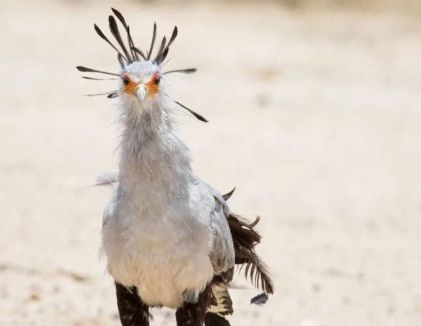 Secrétaire oiseau marche dans le désert Photo De Stock