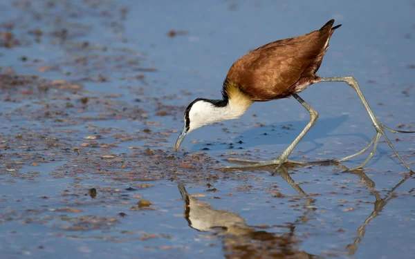 Jacana africaine chasse à la nourriture Photos De Stock Libres De Droits