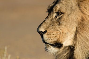 Aslan Kgalagadi Sınırötesi Park Botswana'da bakıyorum