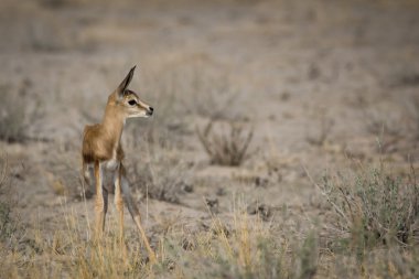 Bebek Springbuck Kgalagadi Sınırötesi Park Botsvana