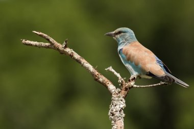 Bir dal üzerinde tünemiş Avrupa silindir