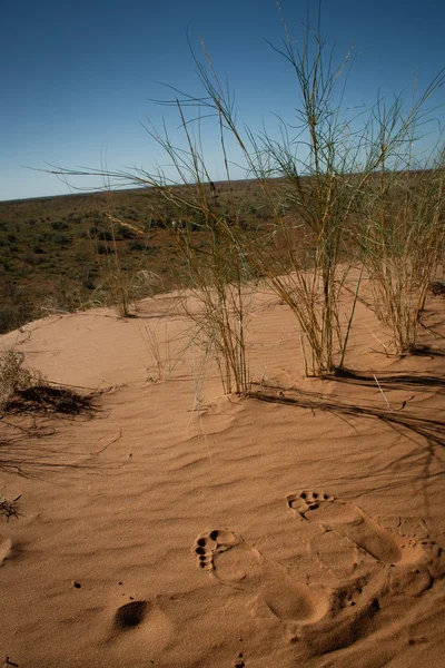Πατημασιές στην άμμο της ερήμου Kgalagadi διασυνοριακή πάρκο κόκκινο — Φωτογραφία Αρχείου