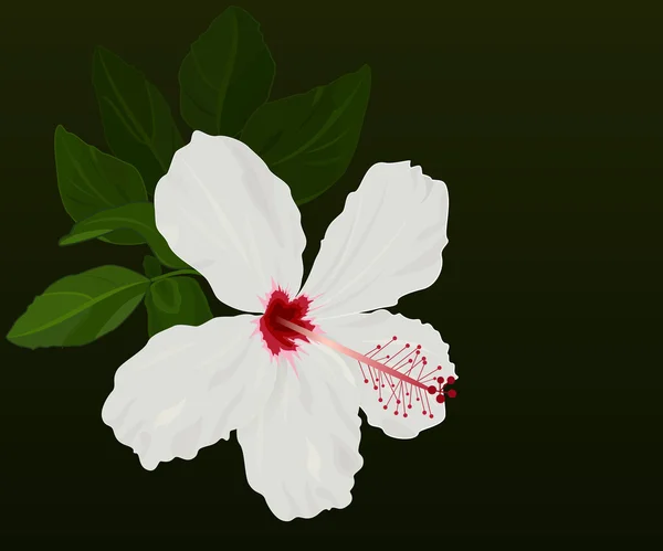 Weißer Hibiskusblütenvektor Hintergrund mit schwarzem Kopierraum. — Stockvektor