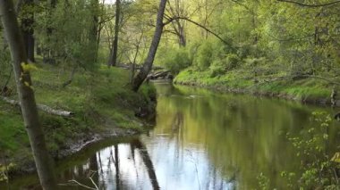 Yumuşak bir nehir, yumuşak güneş ışığı ve sakin gölgeler altında, taze yaprakları ve düşen kütükleri yansıtan bereketli bir bahar ormanında esiyor..
