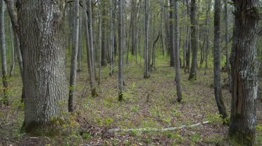 Sakin bir bahar ormanı, yapraklarla kaplı orman zeminine yavaşça yayılan taze bitki örtüsü gibi uzun yaprak döken gövdelerin katmanlı görüntüsünü ortaya çıkarır..