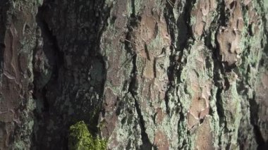 Dikey panoramik bir manzara bir çam gövdesi boyunca süzülür, yosun ve liken ile engebeli ağaç kabuğu dokularını ortaya çıkarır, ormandaki canlı bahar güneşiyle aydınlatılır..