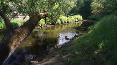 Yaban ördekleri, güneş ışığı, dalgalar ve huzurlu orman bitkileriyle çevrili bereketli yaz kıyılarının yanındaki berrak nehir suyunda dinlenir, otlar ve su sıçratır..