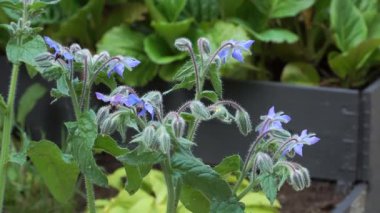 Yıldız şeklindeki bora çiçekleri ahşap bir bahçe kutusunda canlı bir şekilde açar, bu şifalı bitkileri sergiler bereketli yaz bitkileri ve tozlayıcı-dostu cazibe.