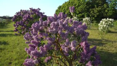 Canlı leylak çalılıklarından oluşan sıra sıra açık bir bahar gününün dingin güzelliğini ve taze atmosferini yansıtan güneşli bir bahçe manzarasında zengin mor ve beyaz renkler sergiliyor..