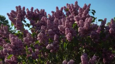 Panoramik zoom uzak leylak çalılarından tam bahar çiçeklerine, parlak mor renkleri ve yemyeşil yaprakları ile güneş ışığı altında parlayan.