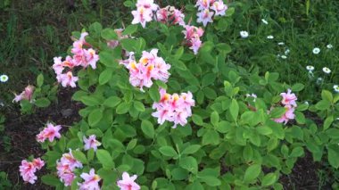 Azalea çiçekleri pembe yapraklar ve altın merkezler bahar ışığında parıldar, makro görüntüye yakınlaşır ve narin dokuları ve canlı çiçekleri ortaya çıkarır..