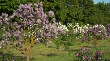 Dobele 'de çiçek açan leylakların (Letonya) panoramik bahar manzarası, güneş ışığı altında parlayan ve yemyeşil ağaçlarla çevrili mor ve beyaz çiçeklerle geniş bir bahçe..