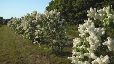 Beyaz leylaklar, ferah bir bahar bahçesi boyunca düzenli sıralar halinde çiçek açarlar. Açık mavi gökyüzü ve sıcak güneş ışığı altında geniş açılardan geniş açılı kameralar hareket eder..