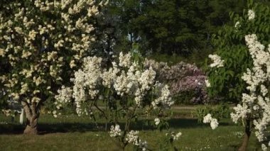 Beyaz leylak çiçekleri Dobele leylaklarının uçsuz bucaksız bahar bahçesinde (Letonya) çiçek açar, hızlı bir zoom hareketi ile yakalanır ve berrak bir gökyüzü altında narin dokuları ve canlı güneş ışığını ortaya çıkarır..