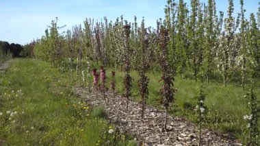 Elma ağaçları, açık gökyüzünün altında beyaz ve pembe çiçekleri ve çimenli yolları olan endüstriyel bir alanda düzenli sıralar halinde çiçek açarak baharda baharın baharını gözler önüne serer..