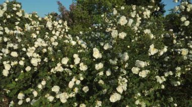 Viski gülü (Rosa spinosissima L.) gür kümelerdeki beyaz çiçeklerle çiçek açar, yemyeşil yemyeşil ve berrak bir bahar bahçesinde mor çiçeklerin izleri arasında güneş ışığıyla parlar..