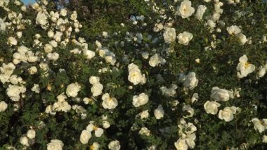 Canlı bir zum çekimi, narin beyaz çiçeklerle dolup taşan İskoç gül çalılarını yakalar. Sahne geniş bir açıdan bakıldığında, güneş ışığının daha detaylı bir görüntüsüne dönüşür..