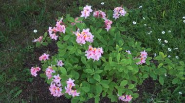 Güzel bir açelya çalısı pembe ve turuncu çiçek kümeleriyle yemyeşil bir bahçede çiçek açar. Beyaz papatyalar bir ilkbahar günü bitkinin etrafındaki çimlere saçılırlar..