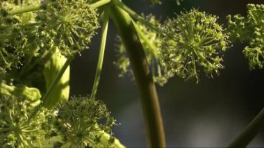 Heracleum sibiricum 'un yeşilimsi sarı umbaları vahşi simetri ile çiçek açar, soyut dokular ile makro panoramik hareket ve doğal güneşli yaz ortamında yumuşak ışık ile yakalanır..