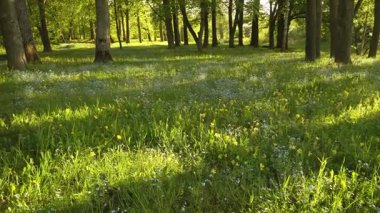 Çiçek açan bitkilerle dolu huzurlu bir park çimenliği ve dağınık ağaçların altında sıcak güneş ışığı altında uzun otlar parlıyor. Hareketi geniş manzara görünümlerinden çiçeklerin yakın çekim detaylarına kaydır.